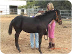 Fallon, from El Dorado Hills, California. Appaloosa mix Fallon is young and good with kids. She is available through All About Equine Animal Rescue, Inc. Fallon, from El Dorado Hills, California. Appaloosa mix Fallon is young and good with kids. She is available through All About Equine Animal Rescue, Inc.