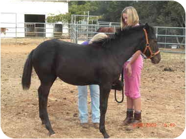 Fallon, from El Dorado Hills, California. Appaloosa mix Fallon is young and good with kids. She is available through All About Equine Animal Rescue, Inc. Fallon, from El Dorado Hills, California. Appaloosa mix Fallon is young and good with kids. She is available through All About Equine Animal Rescue, Inc.