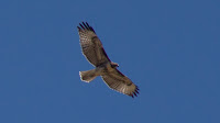 DSC03020.jpg