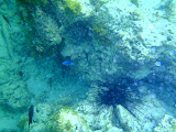 There were some great places for snorkeling that you could just walk out to, and they had a lot of cool fish and other sea creatures. Madagascar6 - 031.jpg