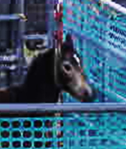 [TripleBfoalPEN%2520closeup%255B5%255D.jpg]