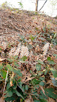 Native pachysandra, Pachysandra procumbens, in bloom.