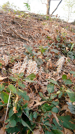 Native pachysandra, Pachysandra procumbens, in bloom.