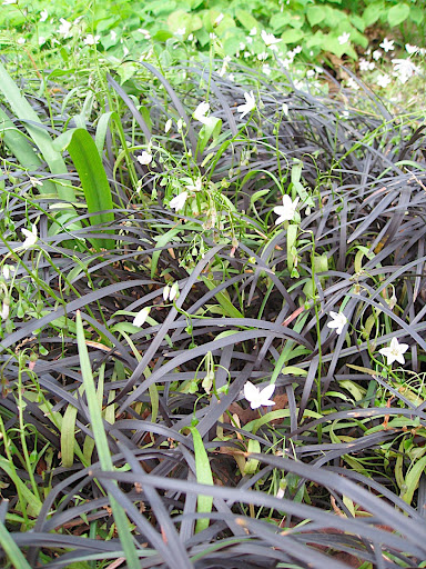 More Claytonia virginica, this time growing amongst dwarf mondo grass (Ophiopogon planiscapus 'Nigrescens').