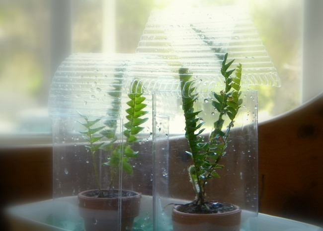 Recycled Plastic Mini Greenhouses via homework | carolynshomework.com
