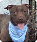 Hershey, from New York City. Hershey is a playful young Lab/pit mix.He is house-trained and loves splashing in a kiddie pool on hot summer days! He is available through Derrek's Gleeful Rescue. Hershey, from New York City. Hershey is a playful young Lab/pit mix.He is house-trained and loves splashing in a kiddie pool on hot summer days! He is available through Derrek's Gleeful Rescue.
