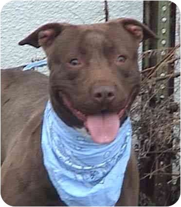 Hershey, from New York City. Hershey is a playful young Lab/pit mix.He is house-trained and loves splashing in a kiddie pool on hot summer days! He is available through Derrek's Gleeful Rescue. Hershey, from New York City. Hershey is a playful young Lab/pit mix.He is house-trained and loves splashing in a kiddie pool on hot summer days! He is available through Derrek's Gleeful Rescue.