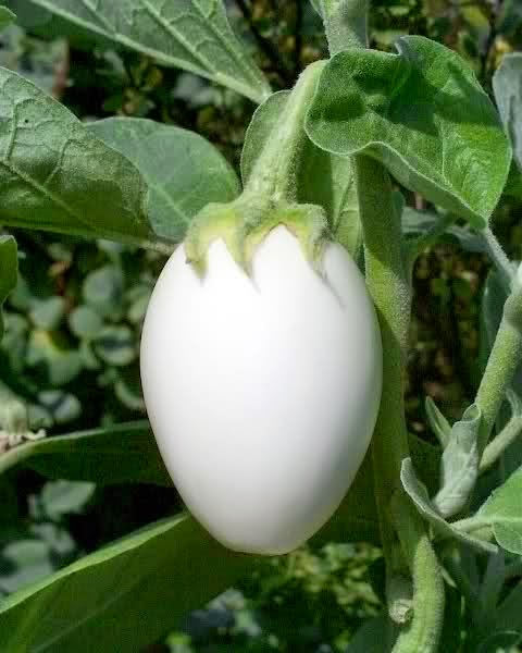 [Solanum-melongena-v-ovigerum3.jpg]