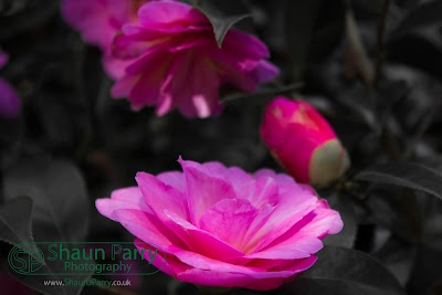 Trengwainton Gardens-6.jpg