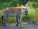South Africa - 092.JPG
