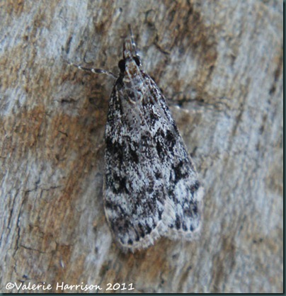 scops 1 scops 1