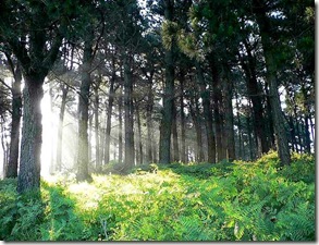 luz_en_el_bosque luz_en_el_bosque