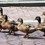 Oversteken van familie Kwak1.jpg