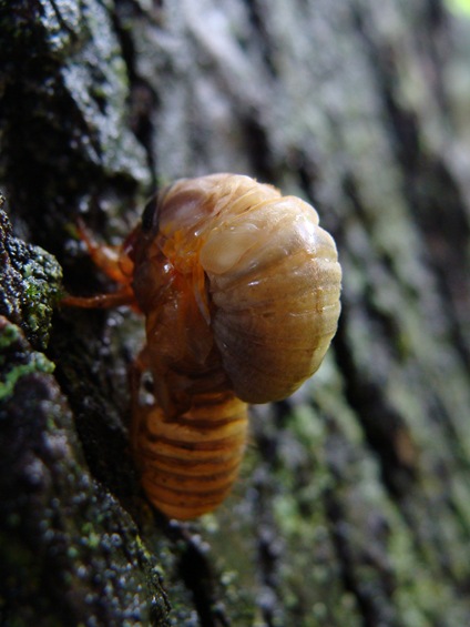 cicada bulge