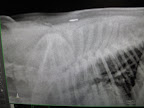 And there are my ribs and front leg.  You can even see my microchip up on my back!
