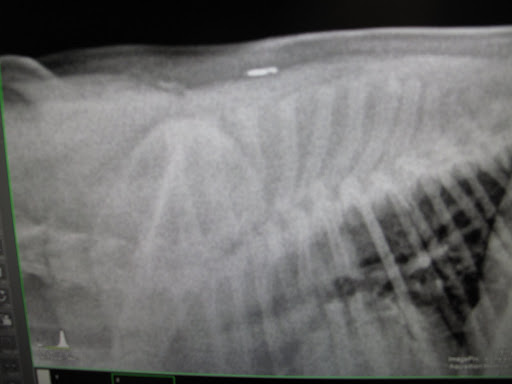 And there are my ribs and front leg.  You can even see my microchip up on my back!