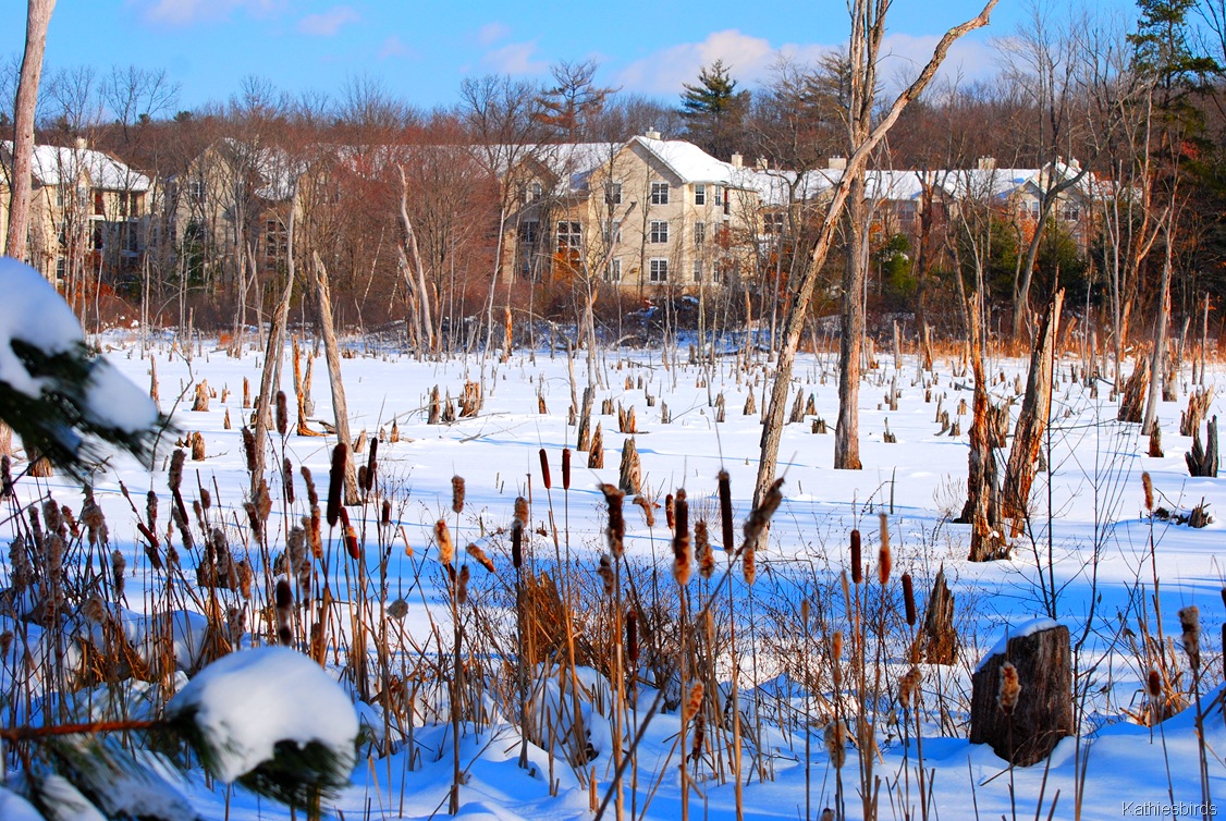 [6.%2520Jan%25202011%2520Winter%2520bog-kab%255B4%255D.jpg]