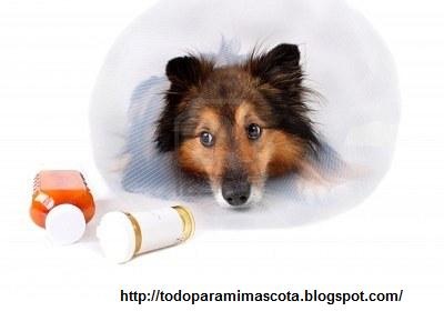 [5844845-enfermos-sheltie-o-shetland-sheepdog-con-botellas-de-cuello-y-medicina-de-cono-de-perro-en-primer-pl%255B144%255D.jpg]
