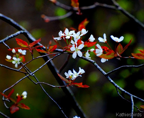13. flowering tree-kab