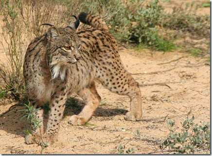 foto de lince iberico