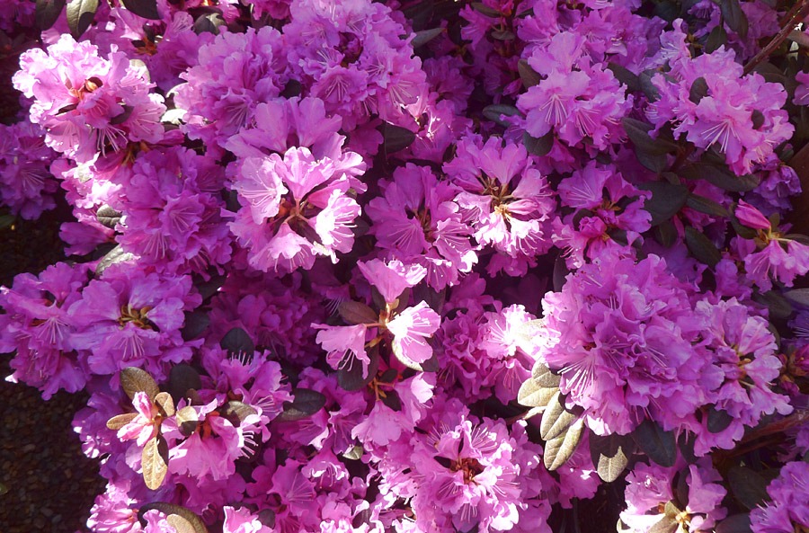 [120303_GreenAcresFolsom_Rhododenron_PJM_03%255B2%255D.jpg]