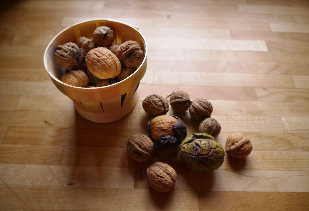 [walnuts1%255B3%255D.jpg]