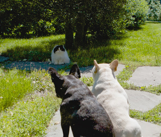 She learned how to adjust her speed and how to gauge distance by pouncing. With all that play, Tang learned how to fine-tune her hunting skills. She learned how to adjust her speed and how to gauge distance by pouncing. With all that play, Tang learned how to fine-tune her hunting skills.