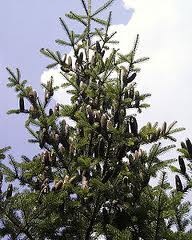 [balsam%255B2%255D.jpg]