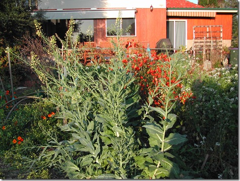 German 'filderspitzkraut' cabbage flowering in the kitchen garden at the rear of the house. The chillis behind it are 'Scotch Bell', with Daikon radish flowering to the right. The old recycled bedframe to the far right will soon be covered in snow peas, now about 400 mm high in great clumps below it.