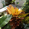 AllanGardens46.jpg
