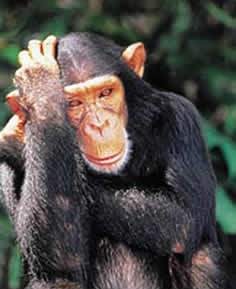 [monos%2520piensan%2520blogdeimagenes%2520%25286%2529%255B2%255D.jpg]