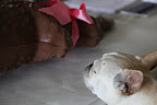Bunny, I'm very sorry for what we are about to do, but you will be going to a better place.