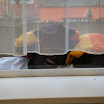 DSC00259.JPG
