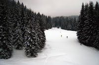 Ski run through the trees