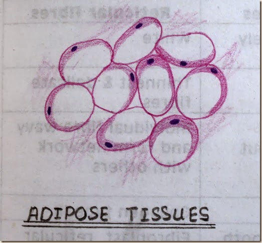 Histology Slides Database: adipose tissue high resolution histology diagram