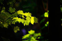 Edwards Gdn 2.jpg Edwards Gdn 2.jpg
