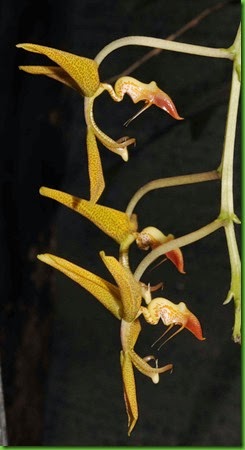 OR Gongora gratulabunda OR Gongora gratulabunda