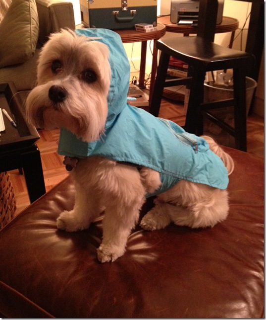 hurricane-sandy-dogs-14
