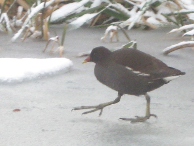 [IMG_0763Moorhen5.jpg]