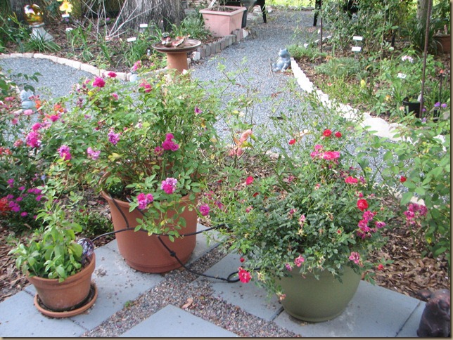 IMG_1630 IMG_1630