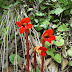 Diphelypaea%252520coccinea%25252c%252520idjevan%25252c%2525202012.05.30