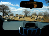 And a line of zebras crossing the road. Transition to Madagascar - 058.jpg