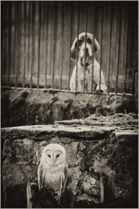 Barn owl and Pointer. Picture Joanne Gray