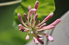 DSC_1612.JPG