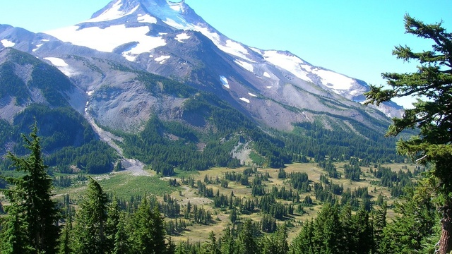 Mountain bog gentian in the Oregon Cascades, 8 August 2007. Mountain bog gentian is threatened by the invasion of trees, as the climate warms in subalpine Oregon. Photo: Harold Zald