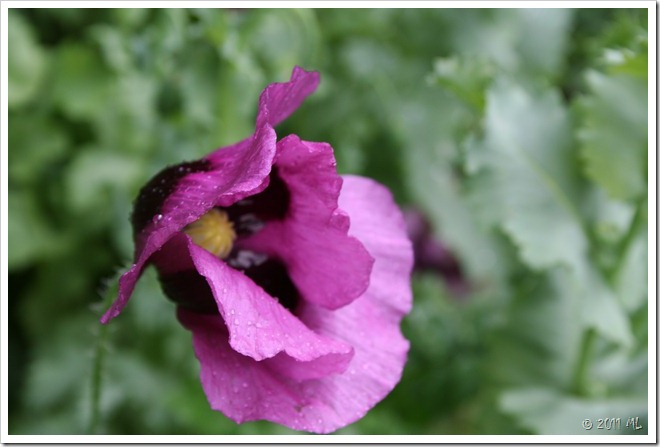 IMG_7553 IMG_7553