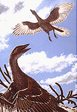 Archeopteryx-fossil