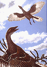 Archeopteryx-fossil Archeopteryx-fossil