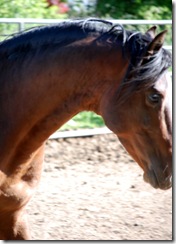 horses2011-20