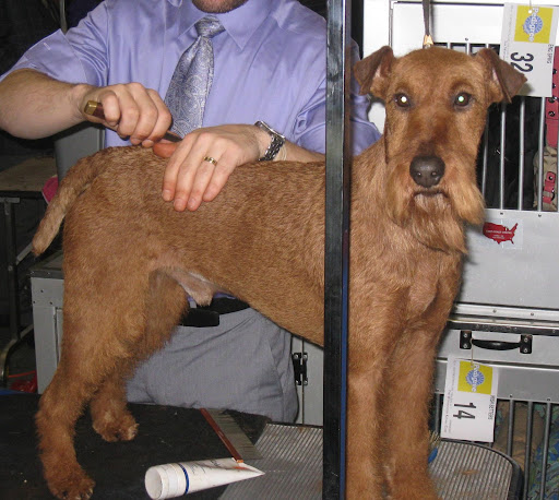 Irish Terrier